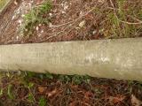 image of grave number 808744